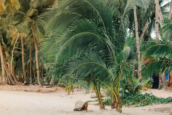 Comment organiser un camping pour une expédition de randonnée dans les Alpes suisses?